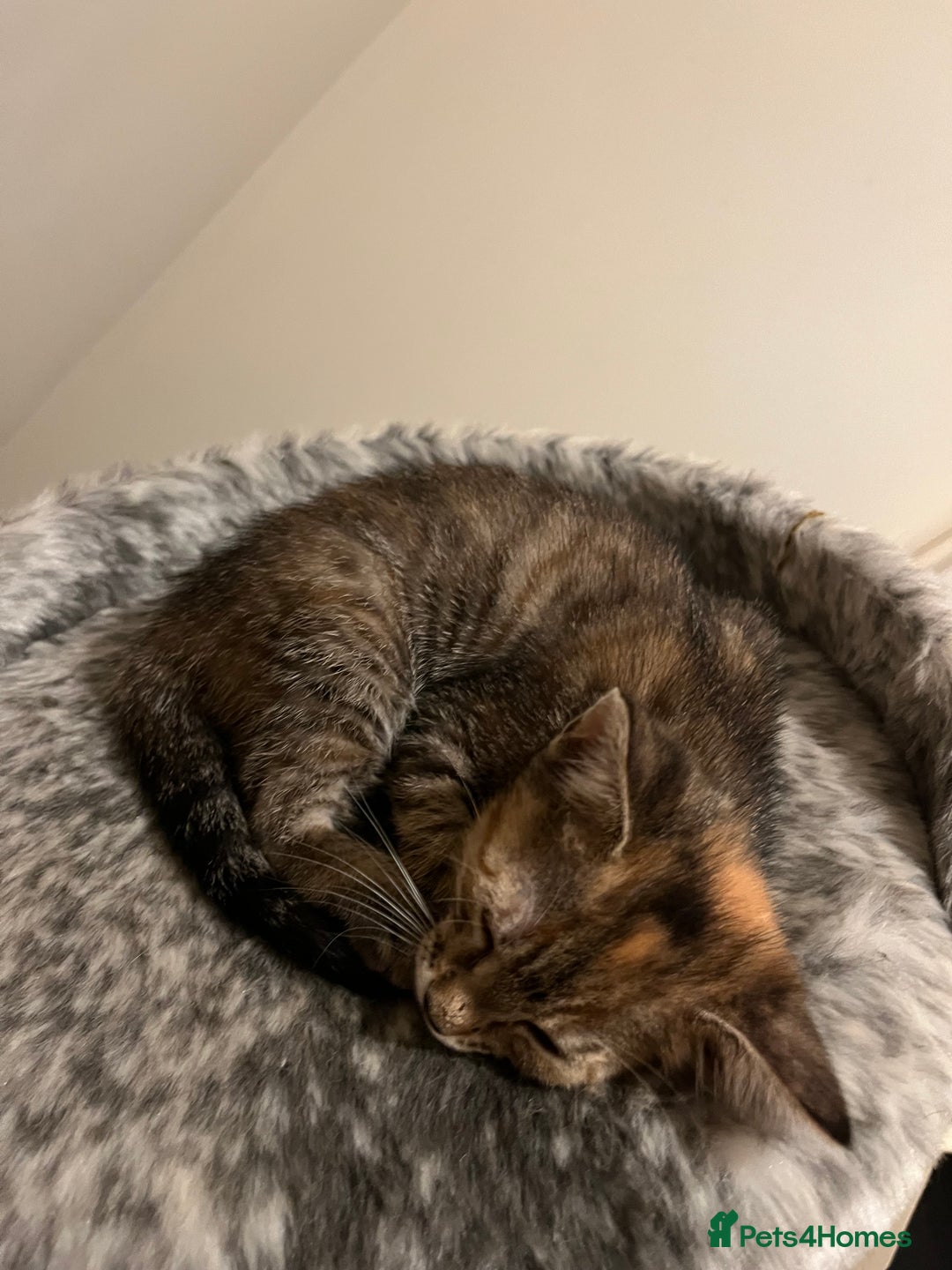 Mixed Breed cats for sale: Beautiful kittens ready for loving new homes.  - Image 33