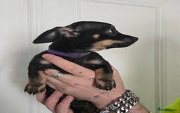 Mixed Breed dogs for sale: 5 beautiful Chiweenie puppies for Sale  - Image 18