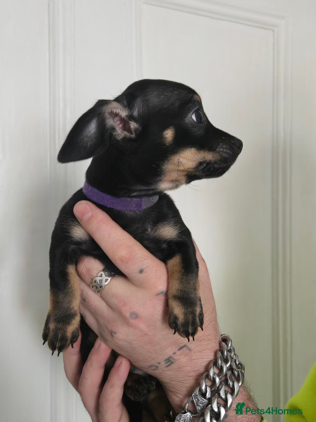 Mixed Breed dogs for sale: 5 beautiful Chiweenie puppies for Sale  - Image 18