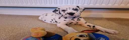 Dalmatian dogs for stud: ❤️Exceptional Proven Dalmatian Stud❤️ - Advert 14