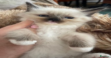 Ragdoll cats - Advert 8