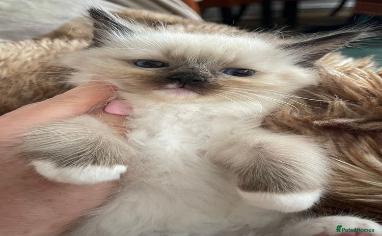 Ragdoll cats - Advert 1
