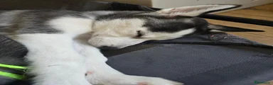 Siberian Husky 2