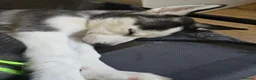 Siberian Husky dogs for sale: Two husky puppies for sale - Advert 5