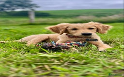 Golden Retriever dogs for sale: Special home needed - KC Golden Retriever Male   in Knighton - Image 1