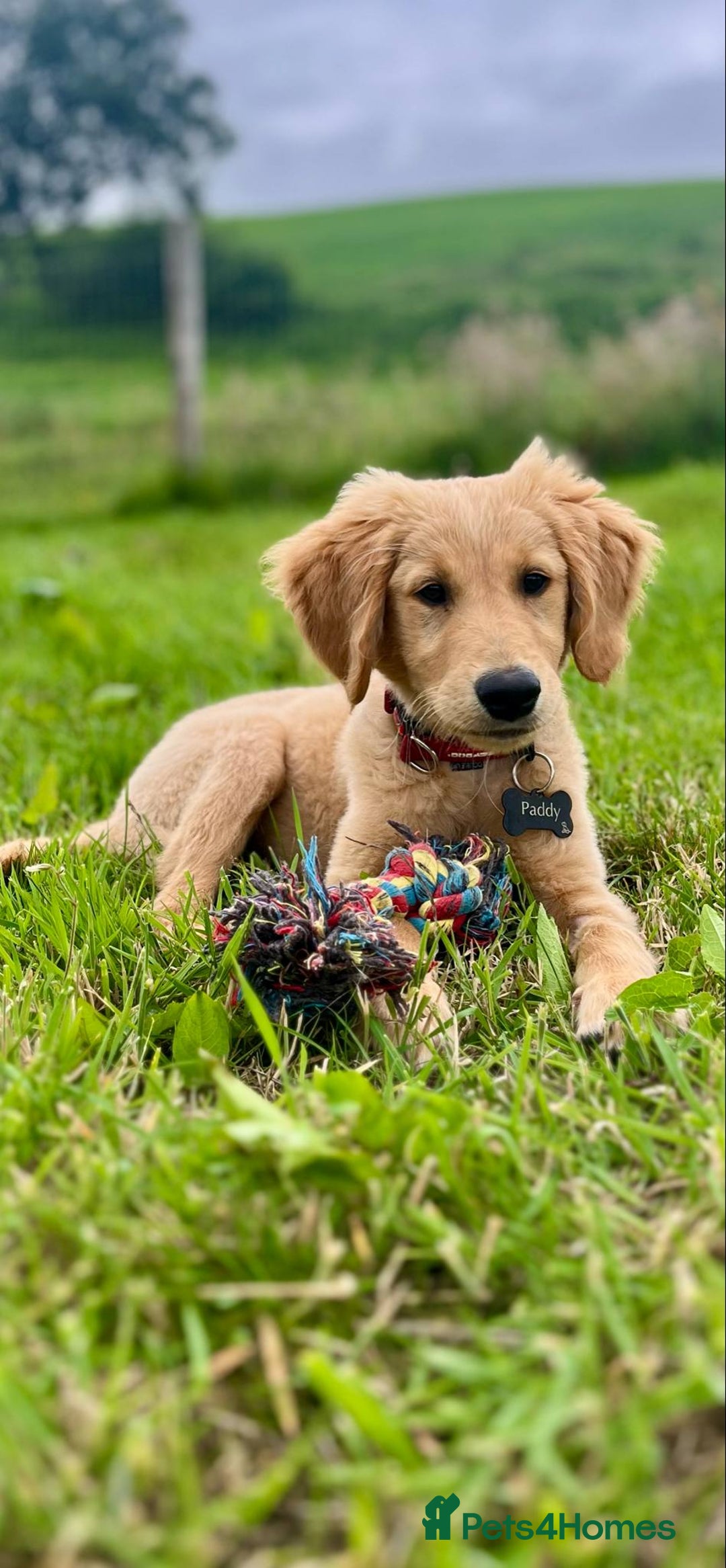 Golden Retriever dogs for sale: Special home needed - KC Golden Retriever Male   in Knighton - Image 1