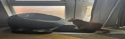 Mixed Breed cats for sale: Bubu – Playful Bengal x British Shorthair Boy - Advert 7