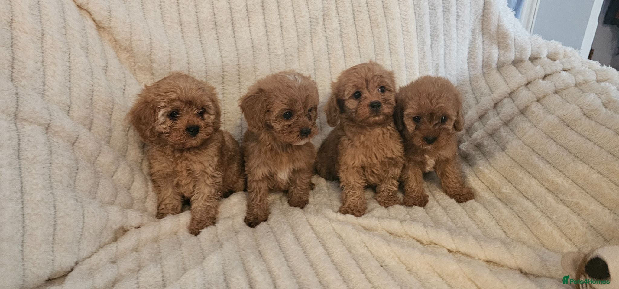 Cavapoo dogs Cavapoo Deep Red Puppies  - Advert 1