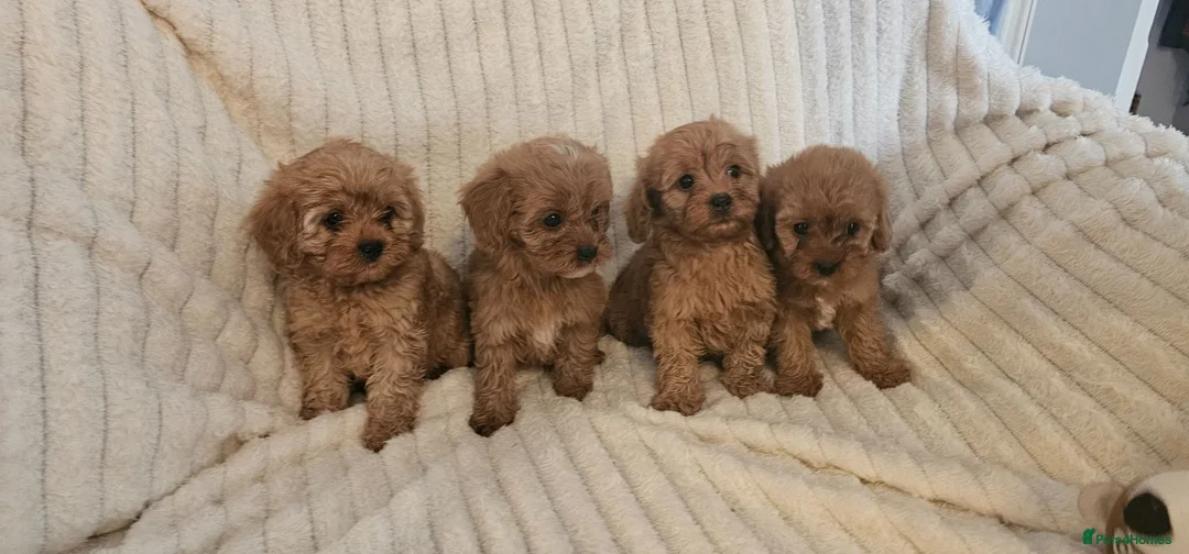 Cavapoo dogs for sale: Cavapoo Deep Red Puppies  - Advert 1