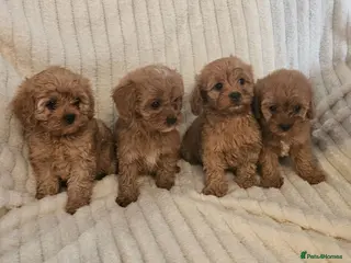 Cavapoo dogs Cavapoo Deep Red Puppies - Advert 8