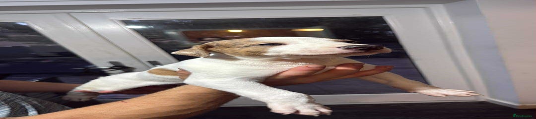 Lurcher Puppy 1