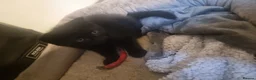 Mixed Breed cats for sale: 🐾 Kittens Looking for Loving Homes 🐾 in London - Advert 5