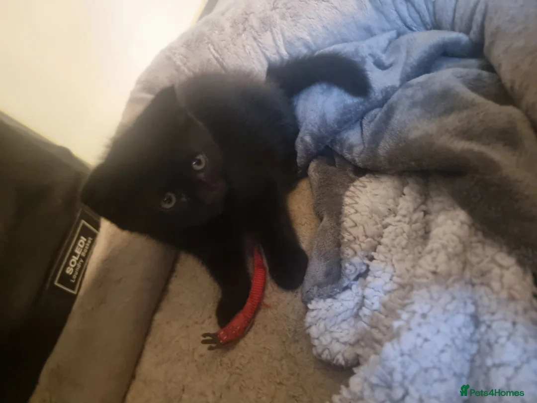 Mixed Breed cats for sale: 🐾 Kittens Looking for Loving Homes 🐾 in London - Advert 5