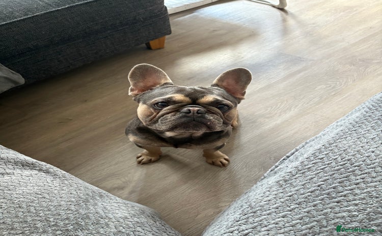 French Bulldog dogs - Advert 16