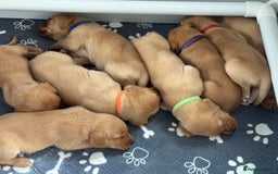 Labrador Retriever dogs for sale: Beautiful KC Registered Fox Red Labrador Puppies - Image 10