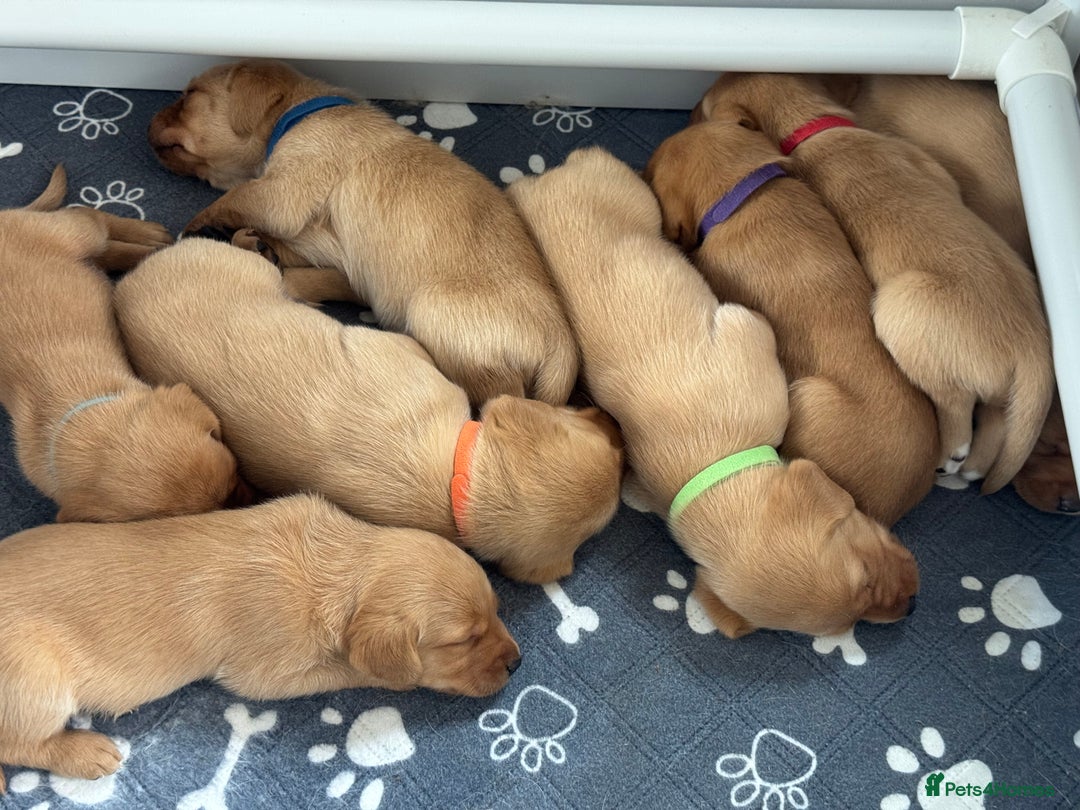 Labrador Retriever dogs for sale: Beautiful KC Registered Fox Red Labrador Puppies - Image 10