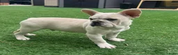 French Bulldog dogs for sale: Panda Husky French Bulldog carrying pink & fluffy  in Ongar - Advert 1