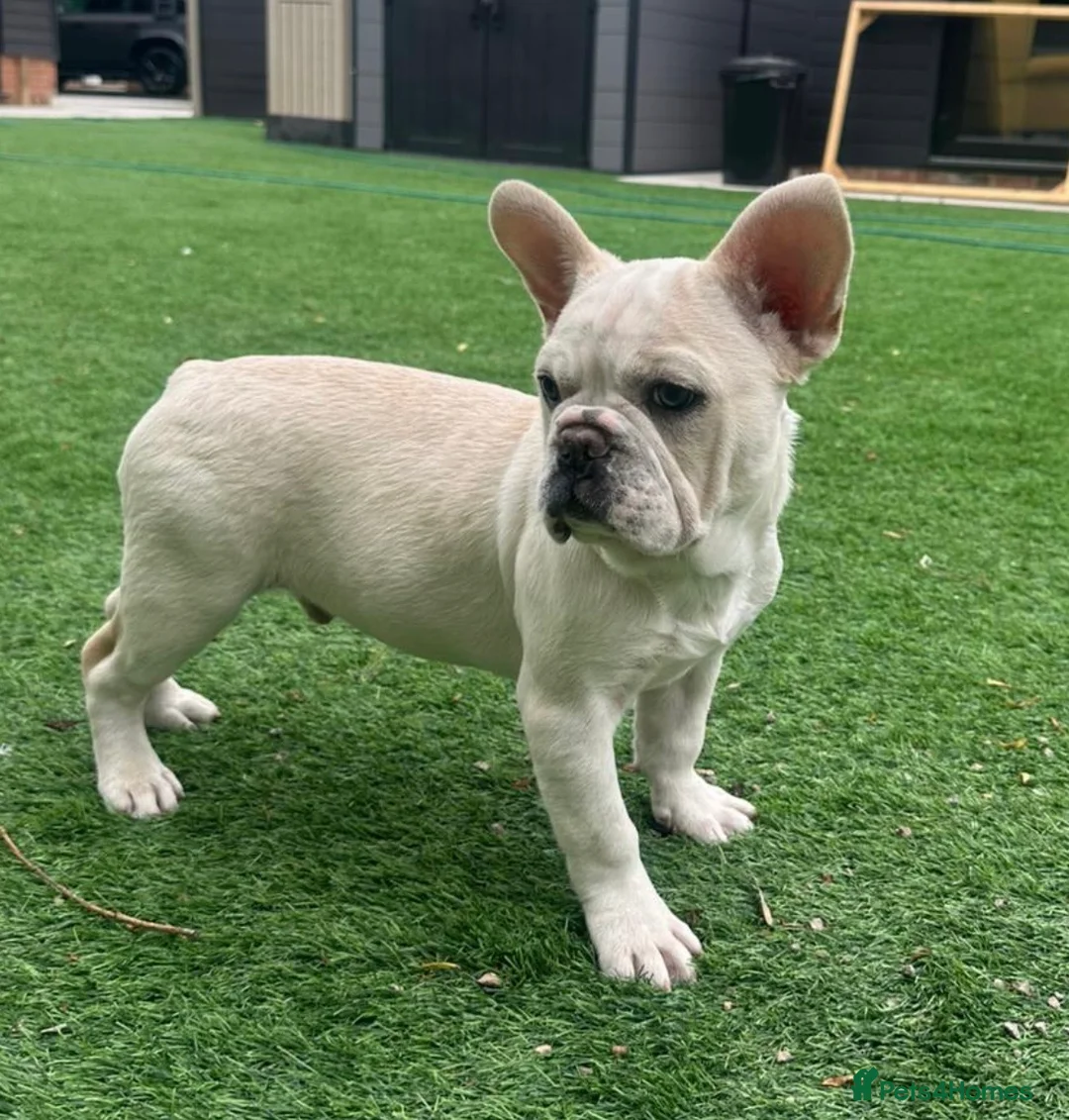 French Bulldog dogs for sale: Panda Husky French Bulldog carrying pink & fluffy  in Ongar - Advert 1