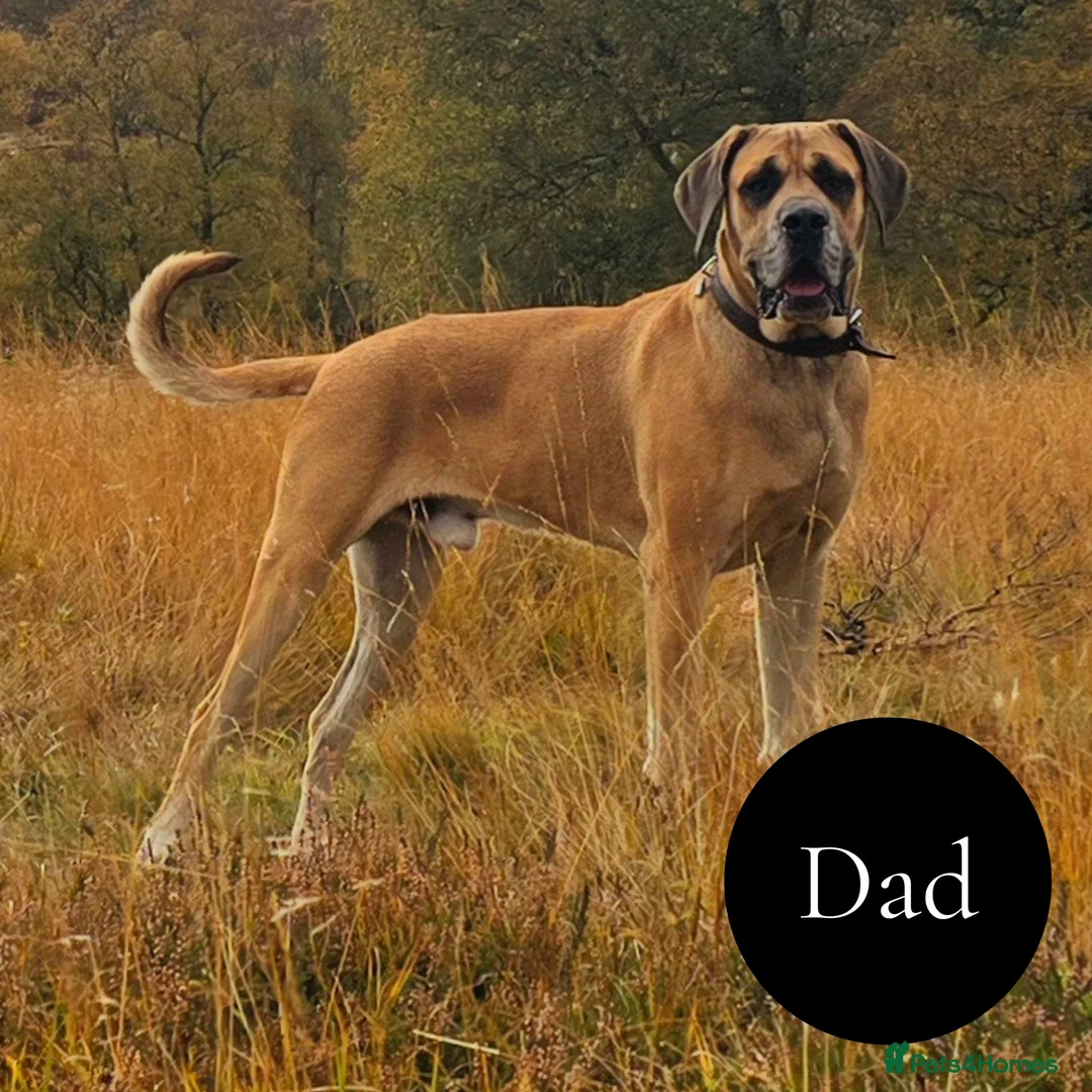 Mixed Breed dogs for sale: Chunky Silver Daniff Pups-Exceptional Temperament in Insch - Advert 10