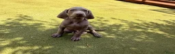 Weimaraner dogs for sale: Wonderful KC Reg Weimaraner Puppies x 6  - Advert 2