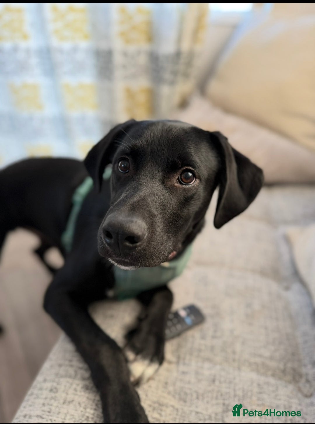 Mixed Breed dogs for sale: Marley the loveable Borador - Advert 2