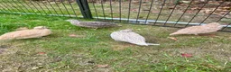 Quail poultry for sale: 6 Quails (very tame and friendly) - Advert 8