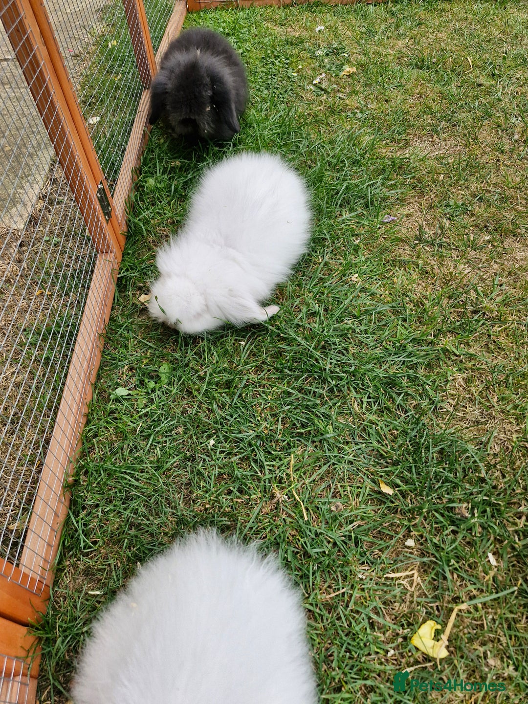 Lionhead rabbits for sale: 5 baby bunnies looking for new homes  - Image 7