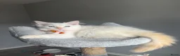 Ragdoll cats for sale: GCCF Pedigree Ragdoll kittens  - Advert 6