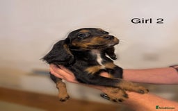 Cocker Spaniel dogs for sale: Beautiful cocker spaniel puppies ready now - Advert 15