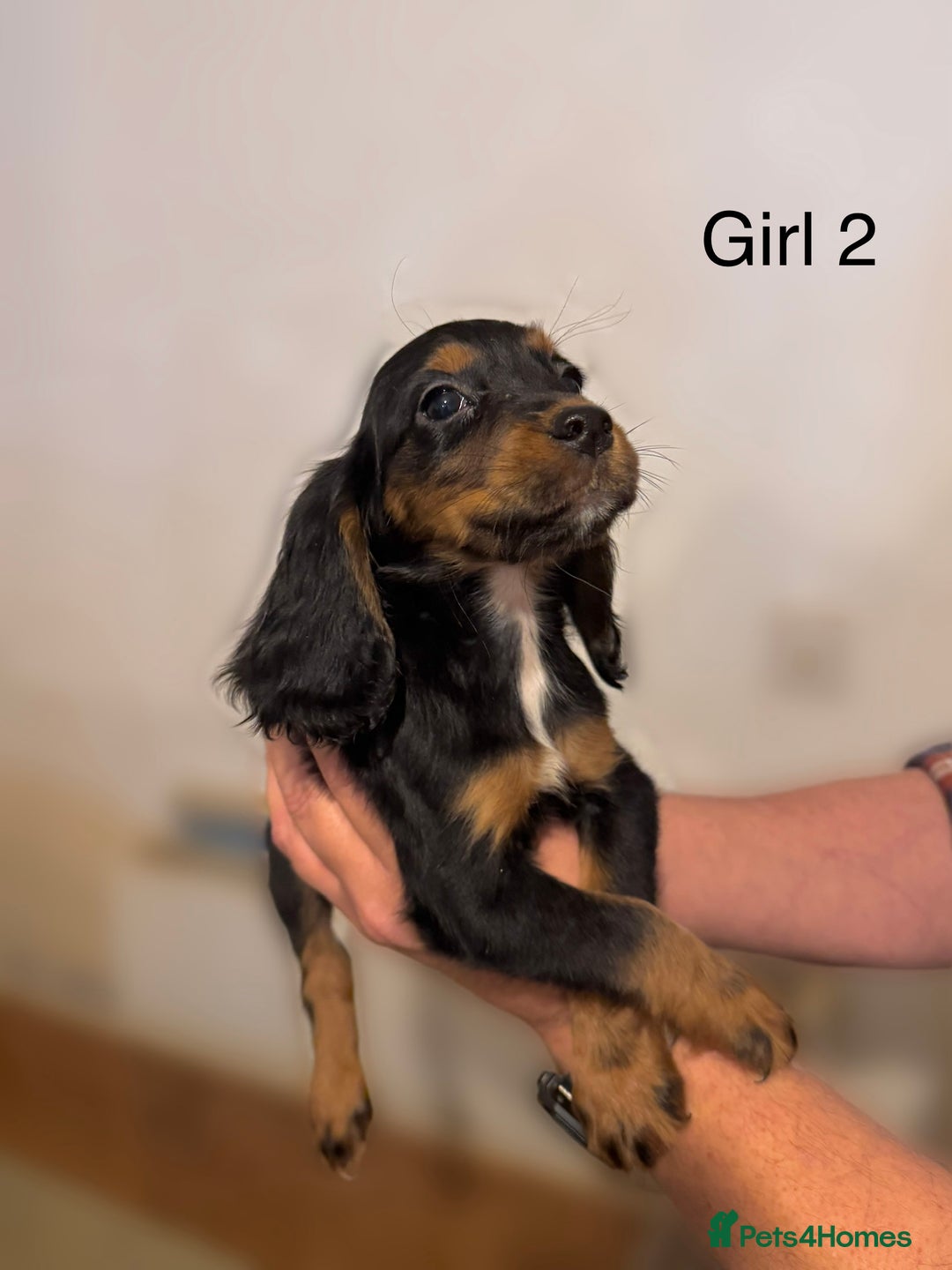 Cocker Spaniel dogs for sale: Beautiful cocker spaniel puppies ready now - Advert 15