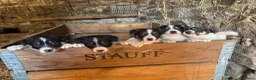 Welsh Collie dogs for sale: 6 beautiful Tri coloured Welsh Collie puppies  - Advert 3