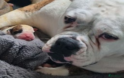 American Bulldog dogs for sale: American Bulldog puppies - Image 6