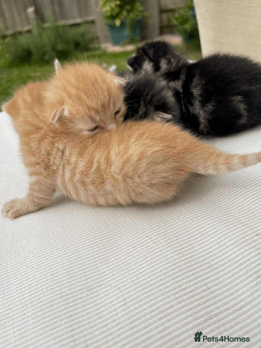 Mixed Breed cats for sale: 4Adorable Domestic Longhair Kittens-ready late Sep - Image 8