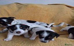Jack Russell dogs for sale: Tricolour short legs Jack Russell  - Image 11