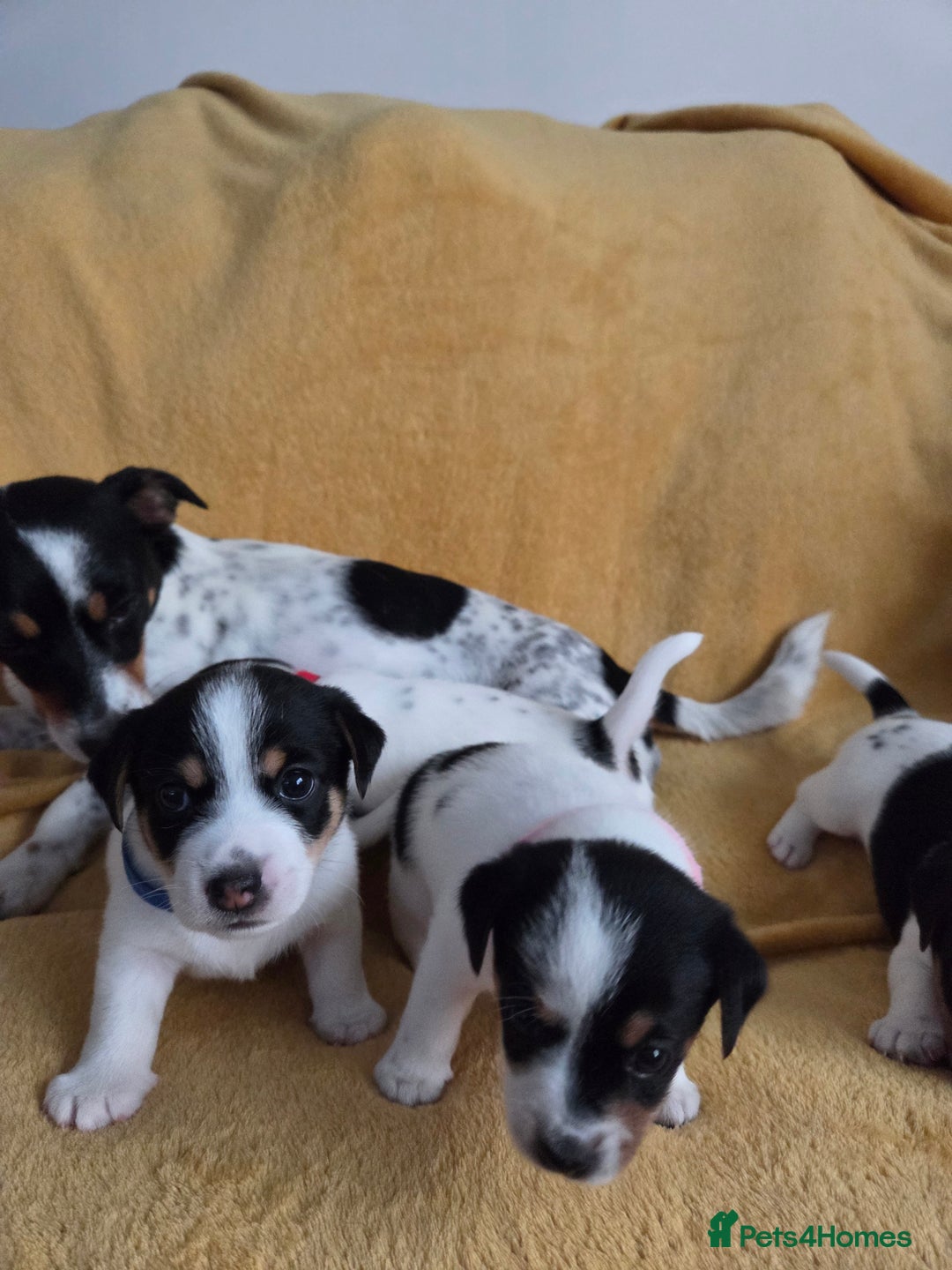 Jack Russell dogs for sale: Tricolour short legs Jack Russell  - Image 11