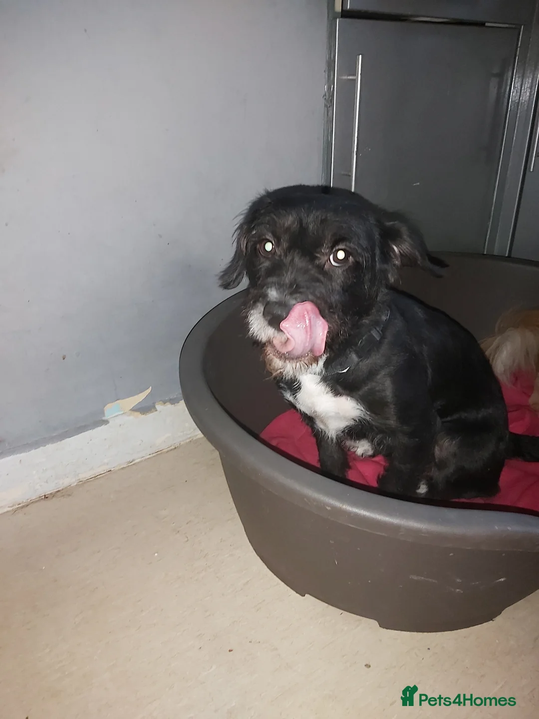 Mixed Breed dogs for sale: Boxer x poodle - Advert 3