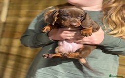 Dachshund dogs for sale: Ready now daschunds  - Image 4
