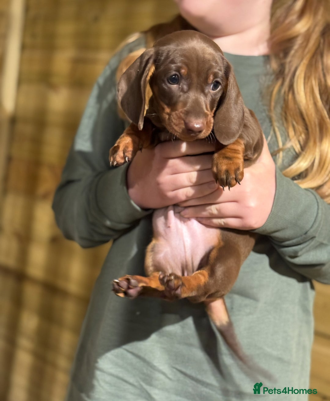 Dachshund dogs for sale: Ready now daschunds  - Image 4