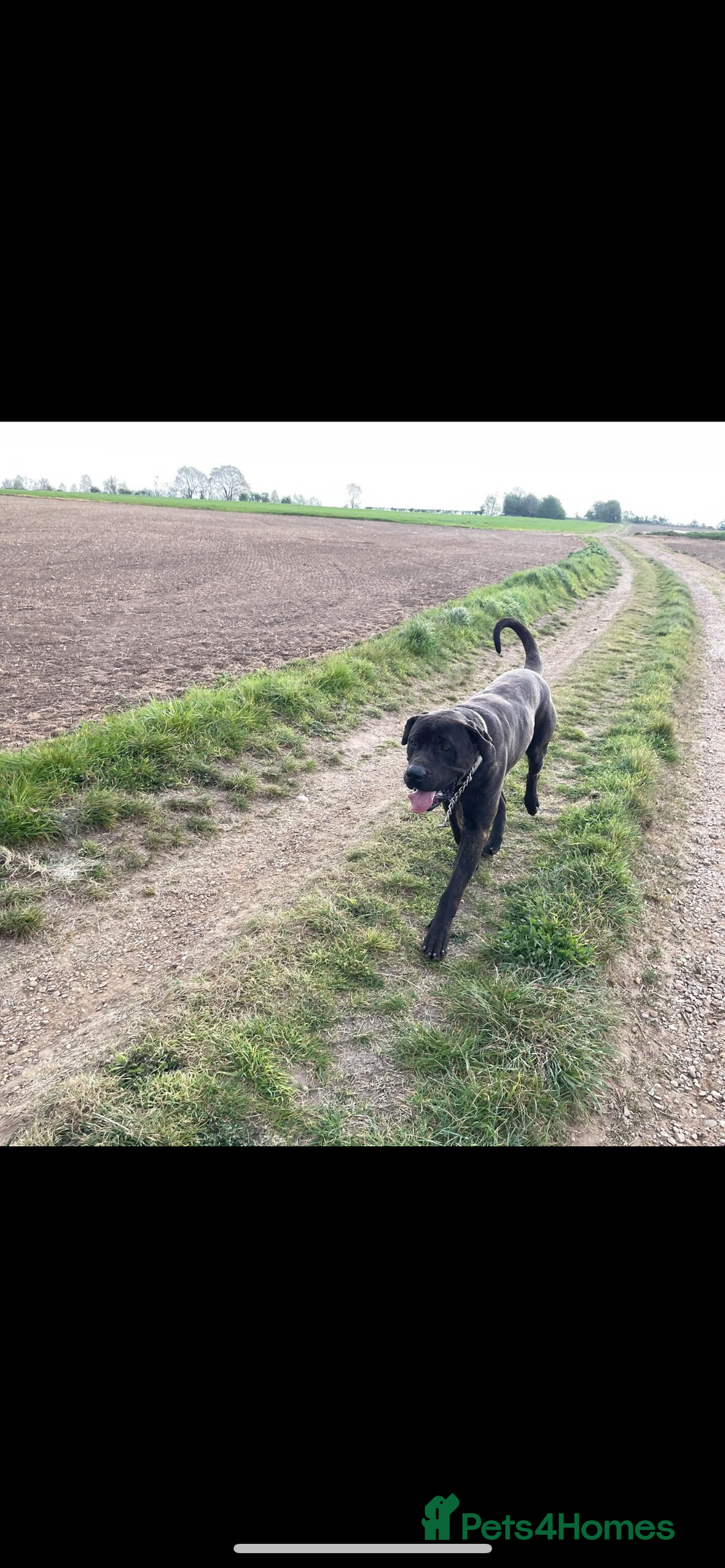 Presa Canario dogs for sale: Presa canario 4 years old  - Advert 8