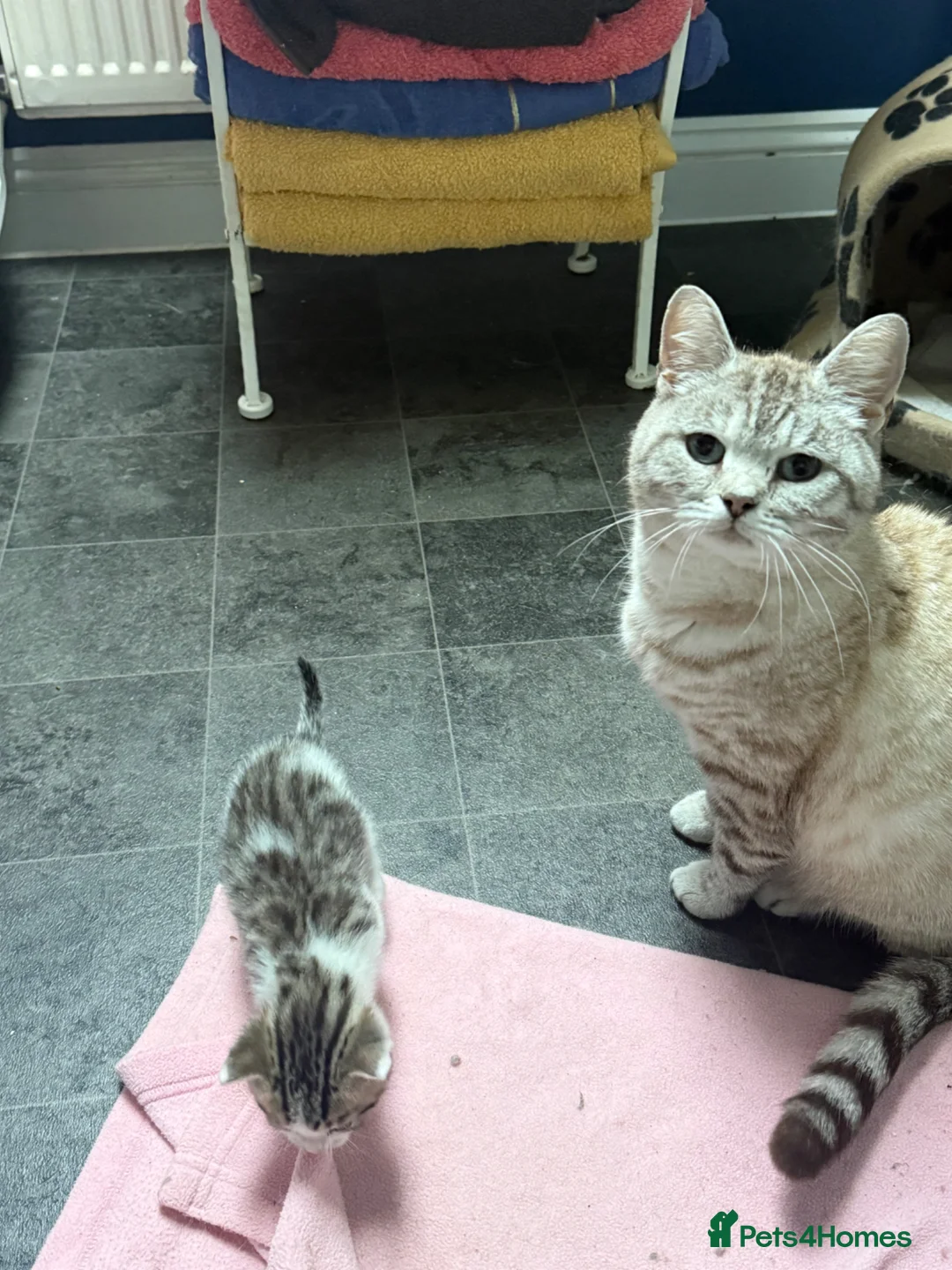 Domestic Shorthair cats for sale: Silver and white Tabby boy  - Advert 2