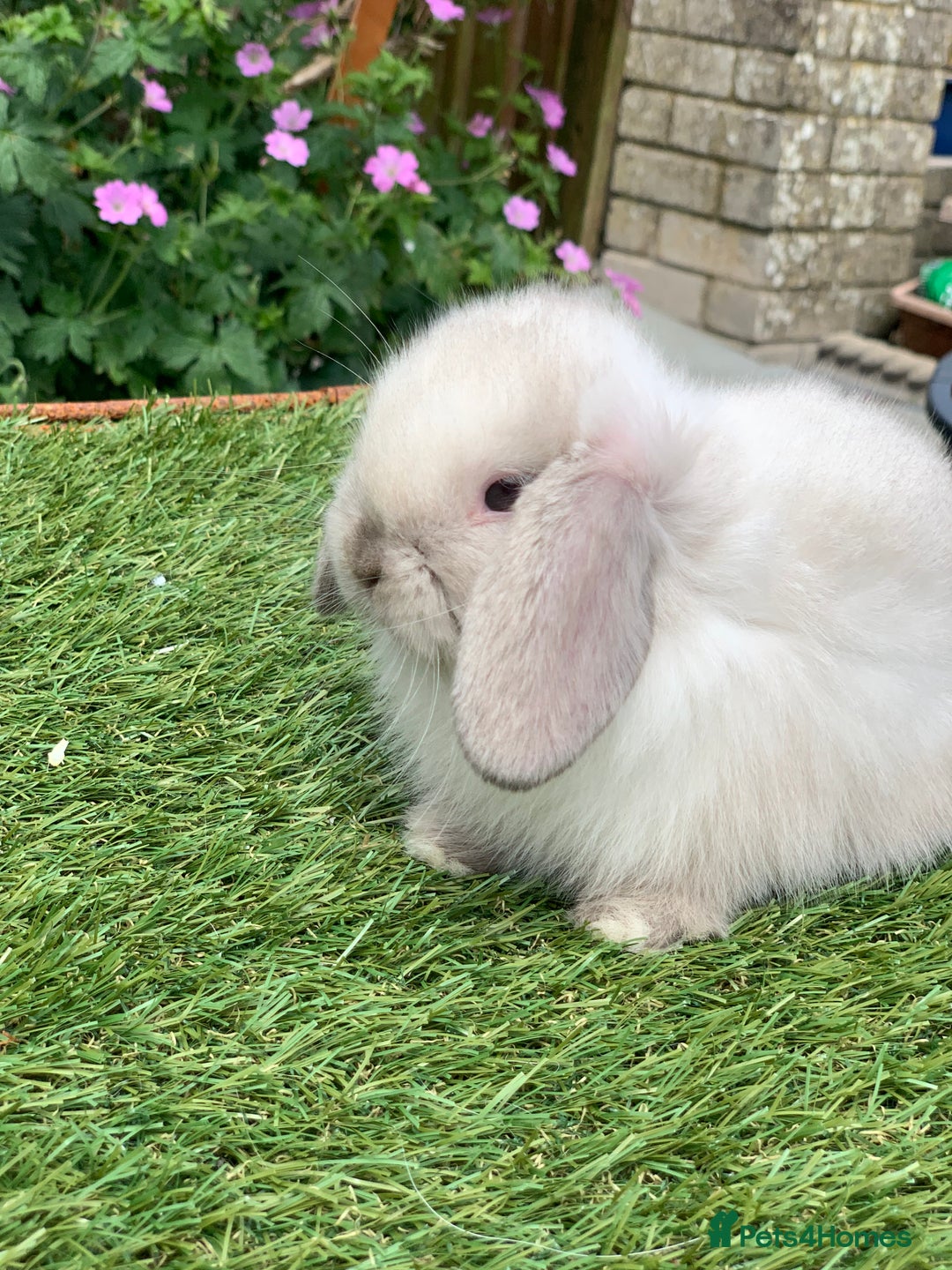 Mini Lop rabbits for sale: Pure bred mini lops  - Image 5