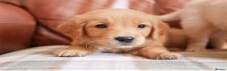 Golden Retriever dogs for sale: Quality Health Tested Golden Retriever Puppies - Advert 4