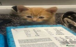 Mixed Breed cats for sale: Sweet ginger girls  - Image 5