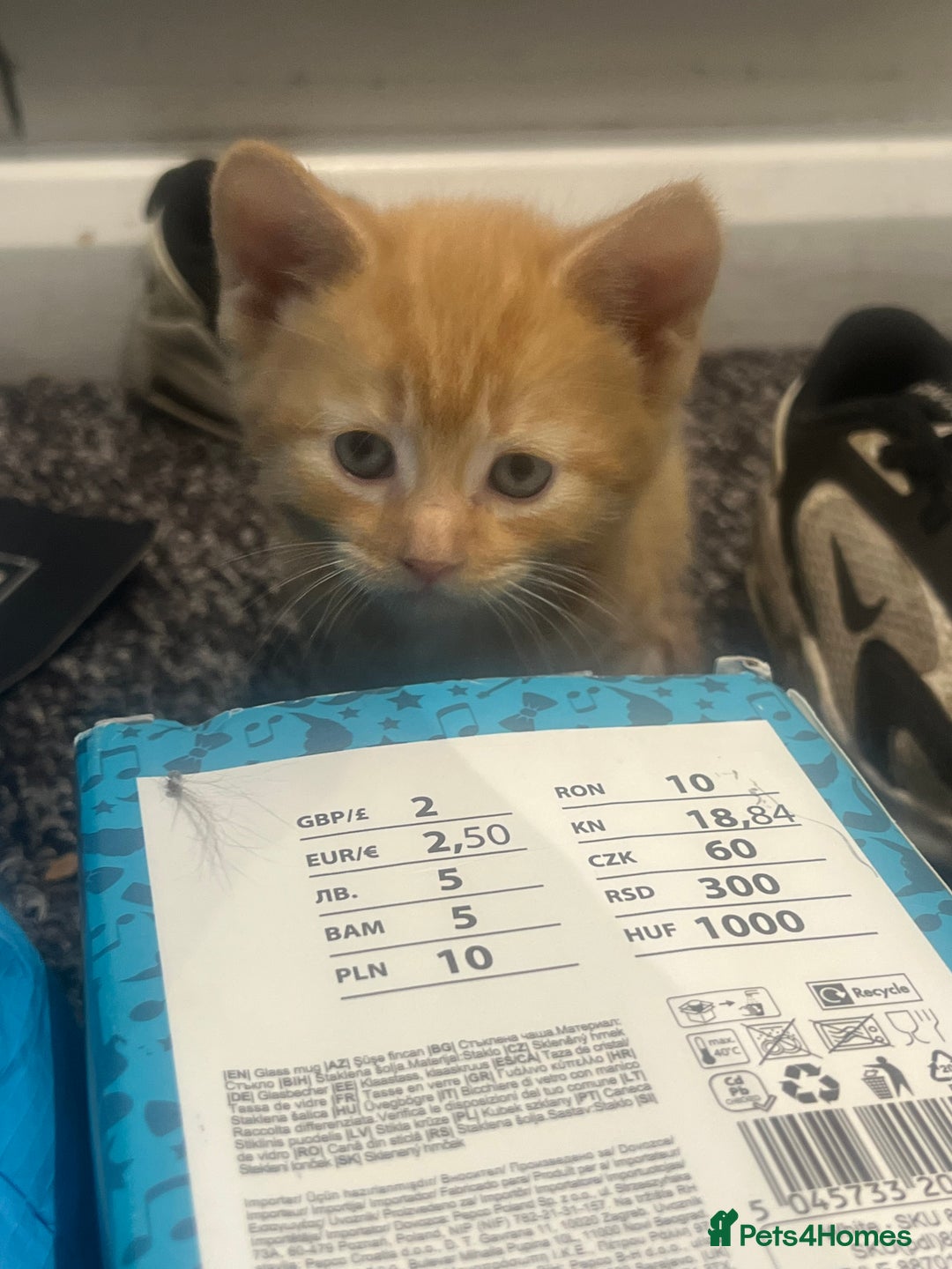 Mixed Breed cats for sale: Sweet ginger girls  - Image 5