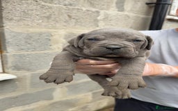 Cane Corso dogs for sale: Top Quality Purebred 8 Blue Cane Corso Puppies  - Advert 10