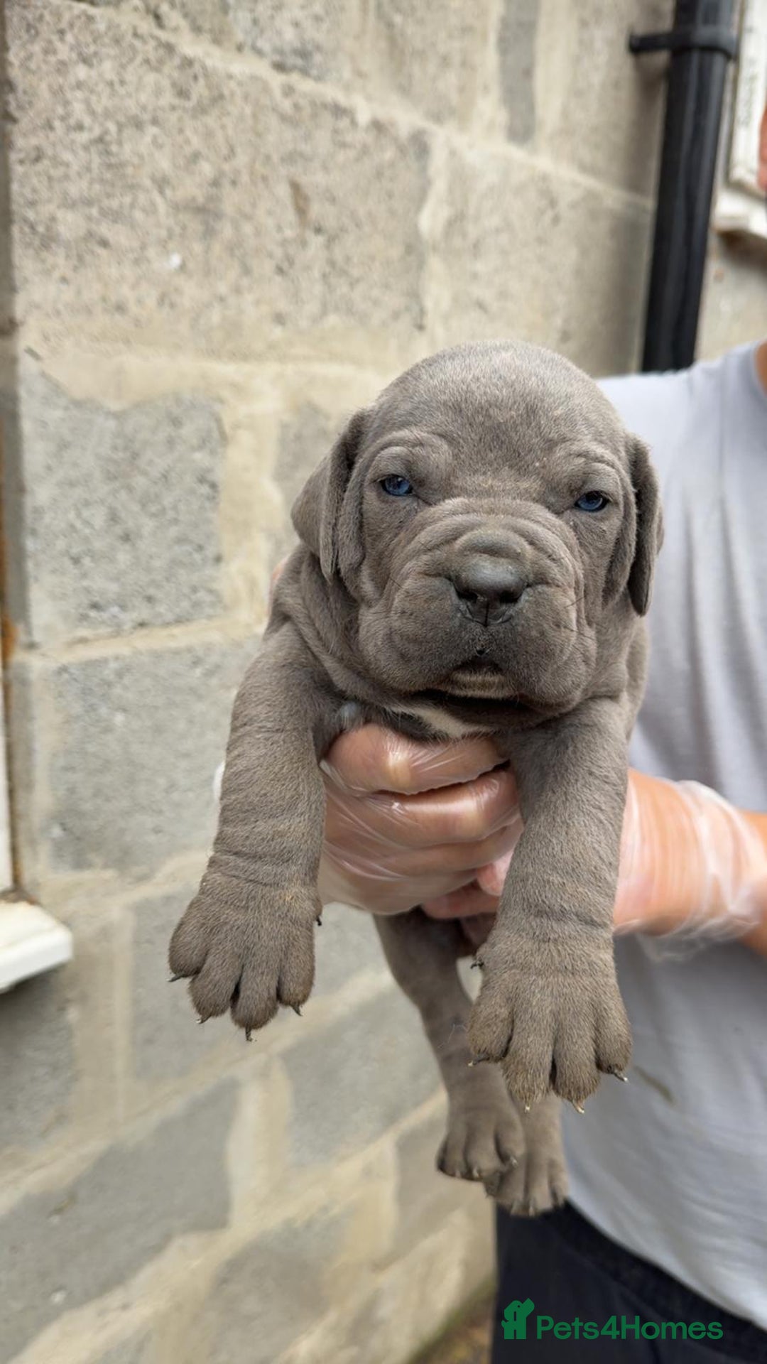 Cane Corso dogs for sale: Top Quality Purebred 8 Blue Cane Corso Puppies  - Advert 10