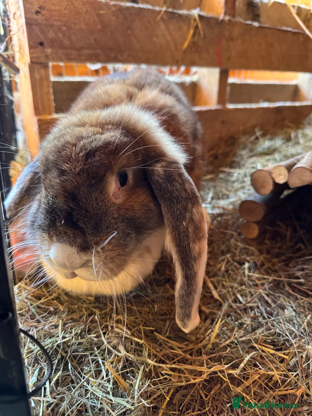 French Lop rabbits for sale: Bonded Sister French Lops for pet home - Advert 7