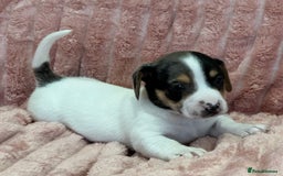 Jack Russell dogs for sale: Quality litter of beautiful Jack Russell puppies  - Image 32