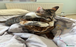 Bengal cats for sale: Beautiful bengal boy - Image 5