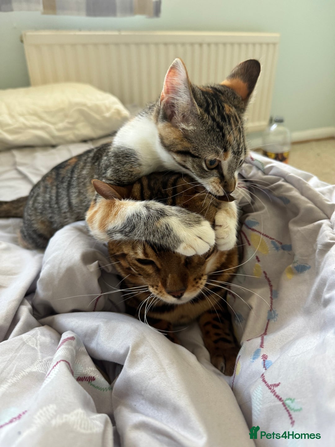 Bengal cats for sale: Beautiful bengal boy - Image 5